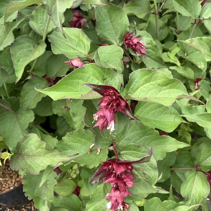 Fazantenbes - Leycesteria formosa
