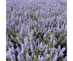 Perovskia atriplicifolia 'Feathery Blue' - Reuzenlavendel