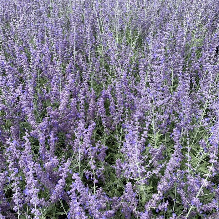 Reuzenlavendel (Perovskia atriplicifolia 'Lacey Blue')