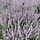Reuzenlavendel (Perovskia atriplicifolia 'Little Spire')