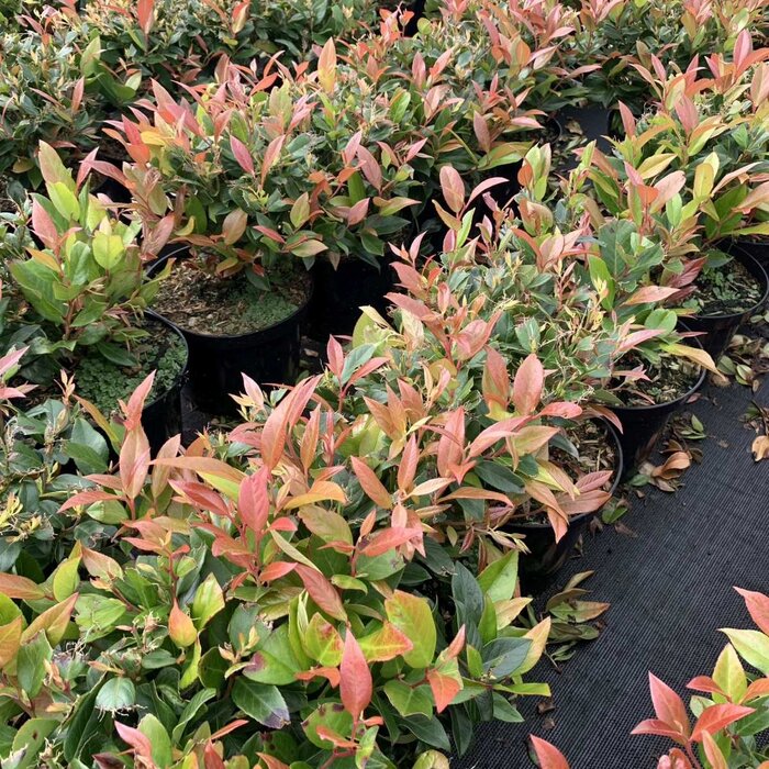 Druifheide (Leucothoe keiskei 'Royal Ruby')