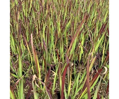Japans bloedgras - Imperata cylindrica 'Red Baron'