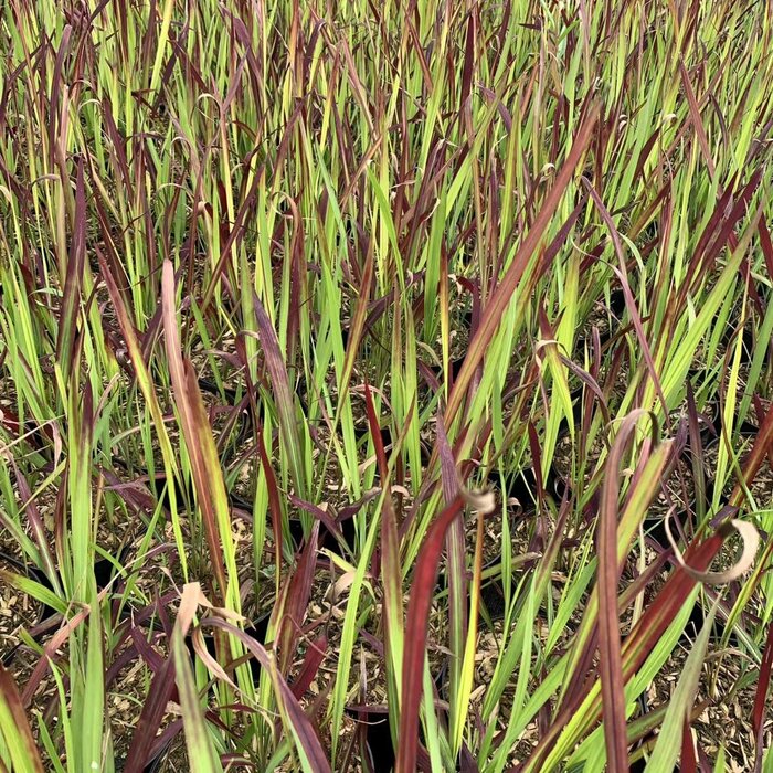 Japans bloedgras - Imperata cylindrica 'Red Baron'