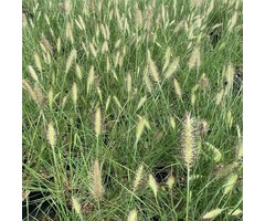 Lampepoetsersgras - Pennisetum alopecuroides Cassian
