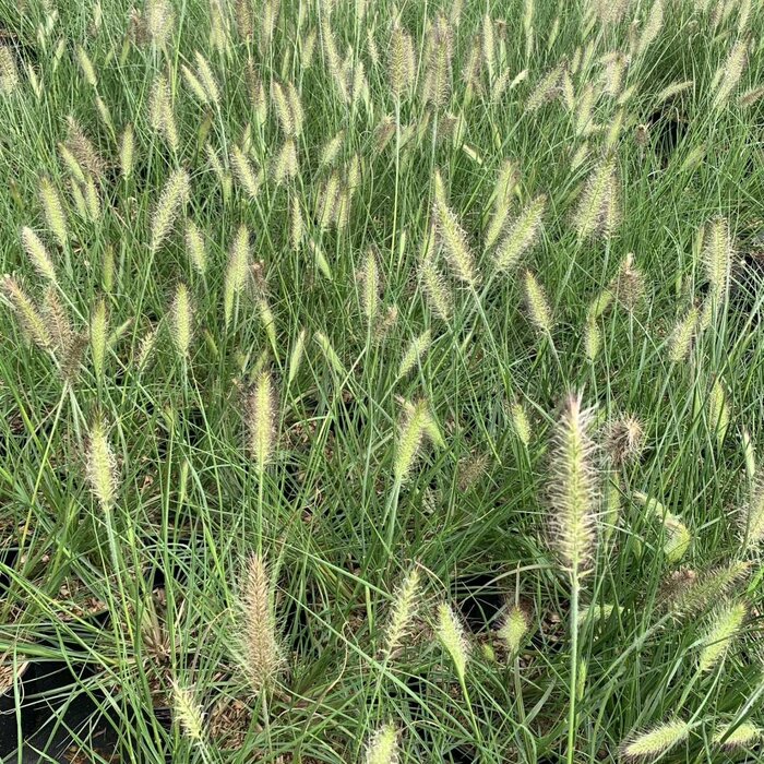 Lampepoetsersgras - Pennisetum alopecuroides Cassian