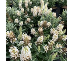 Buddleja 'White Ball' - Vlinderstruik