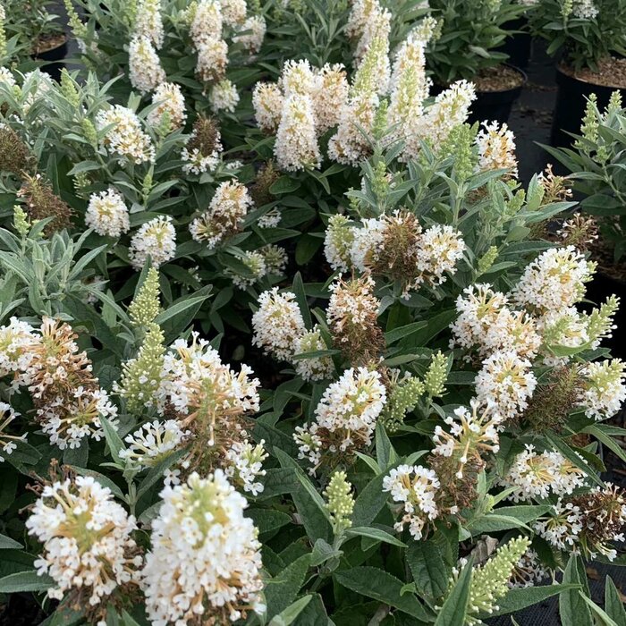 Vlinderstruik - Buddleja 'White Ball'