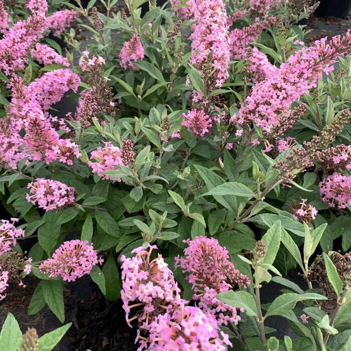 Vlinderstruik (Buddleja davidii 'Free Petite Lavender Flow' )