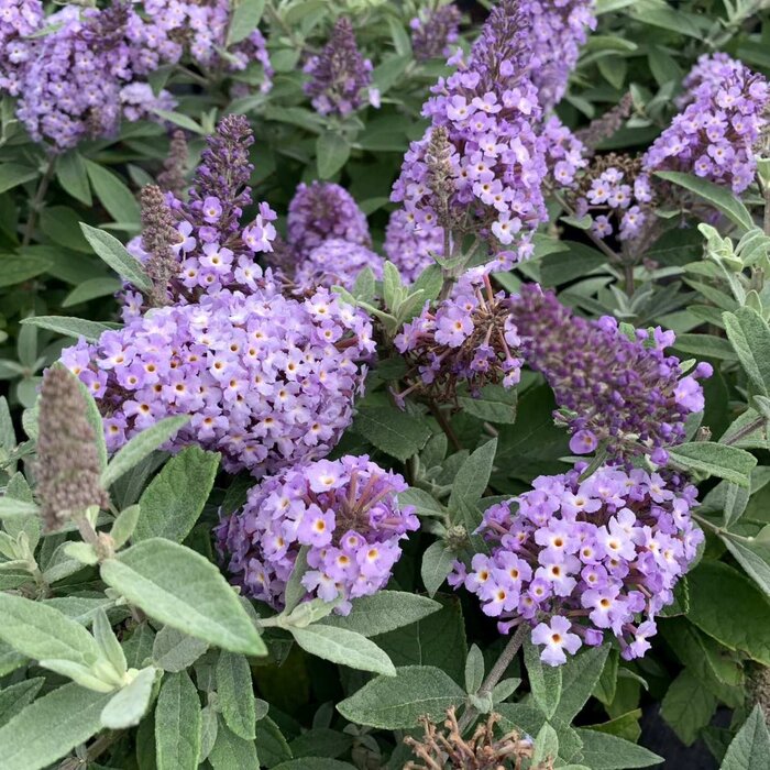 Vlinderstruik 'Little Lila' - Buddleja Butterfly Candy
