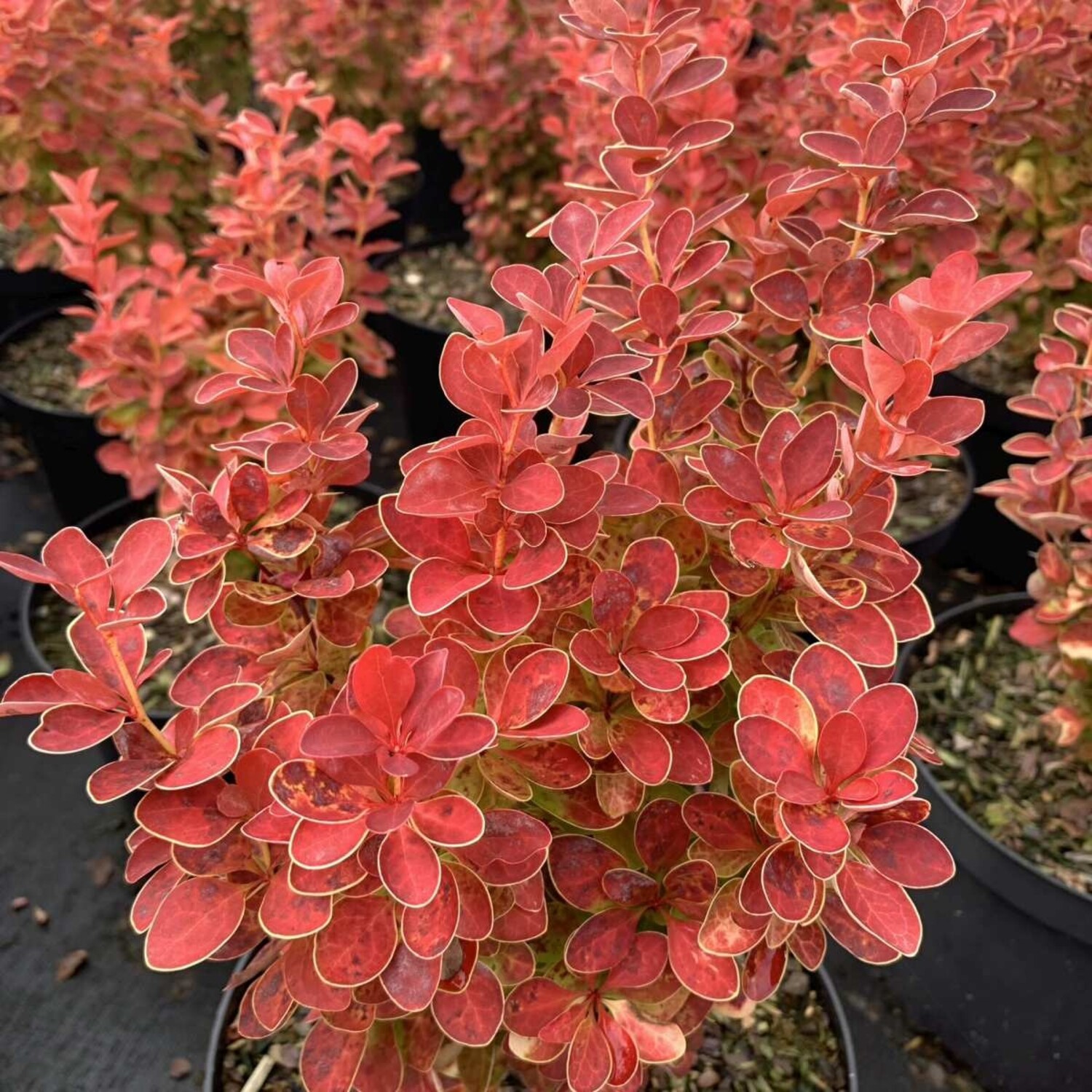 Zuurbes - Berberis 'Orange Ice' | Tuinplantenbezorgd.nl