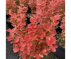 Berberis thunbergii 'Orange Ice' - Zuurbes