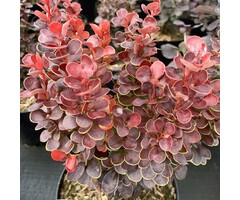 Berberis thunbergii 'Red Tower' - Zuurbes