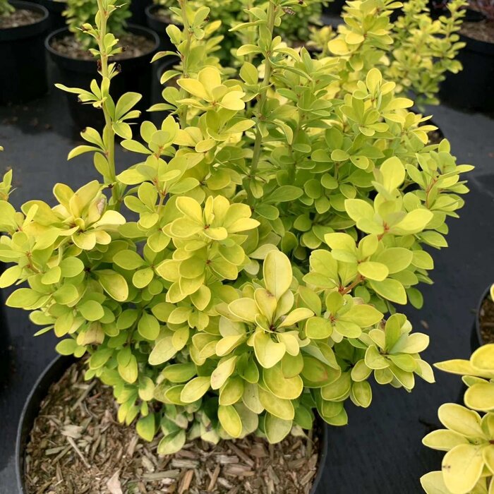 Japanse zuurbes - Berberis thunbergii 'Maria'