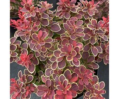 Berberis thunbergii 'Ruby Star'  -  Zuurbes