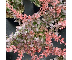 Zuurbes - Berberis thunbergii 'Atropurpurea Nana'