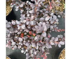 Berberis thunbergii Darts Red Lady - Zuurbes