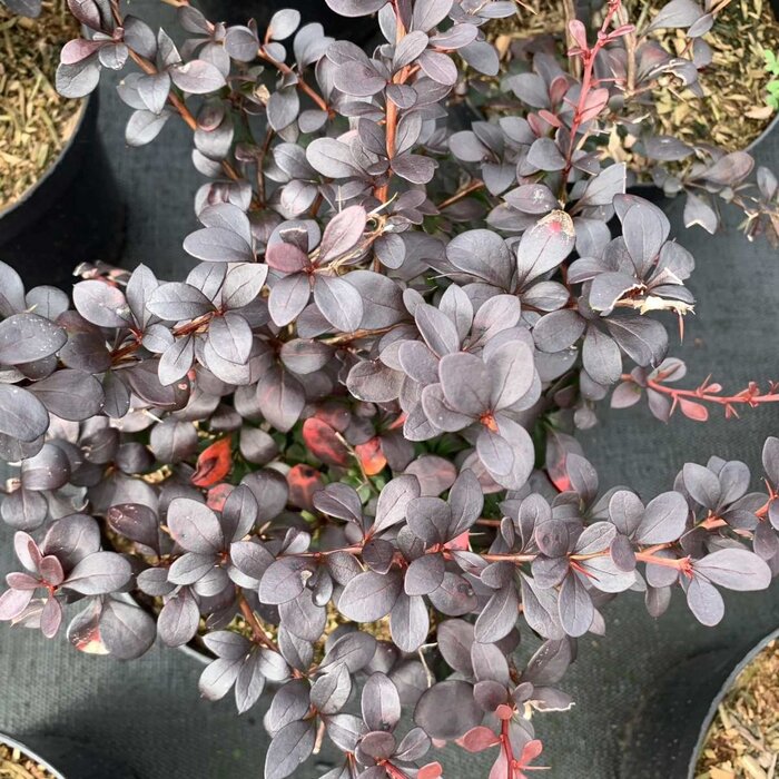 Zuurbes - Berberis thunbergii Darts Red Lady