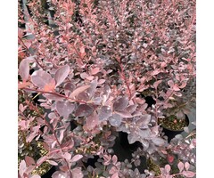 Berberis thunbergii 'Atropurpurea' - Zuurbes (Kale wortel)
