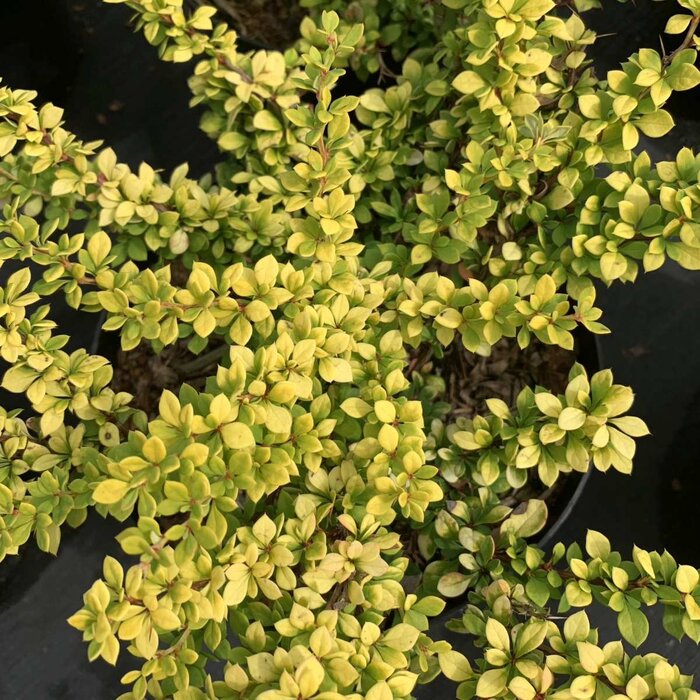 Zuurbes - Berberis thunbergii 'Sunsation'