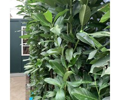 Laurierhaag - Prunus laurocerasus 'Reynvaanii'