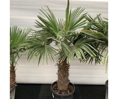 Winterharde palm - Trachycarpus fortunei