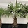 Winterharde palm - Trachycarpus fortunei