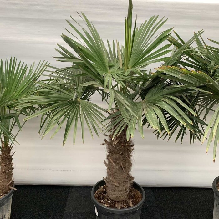 Winterharde palm - Trachycarpus fortunei