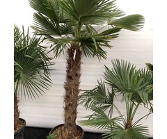 Palmboom - Trachycarpus wagnerianus
