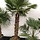 Palmboom - Trachycarpus wagnerianus