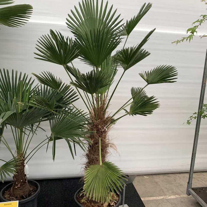 Palmboom - Trachycarpus wagnerianus