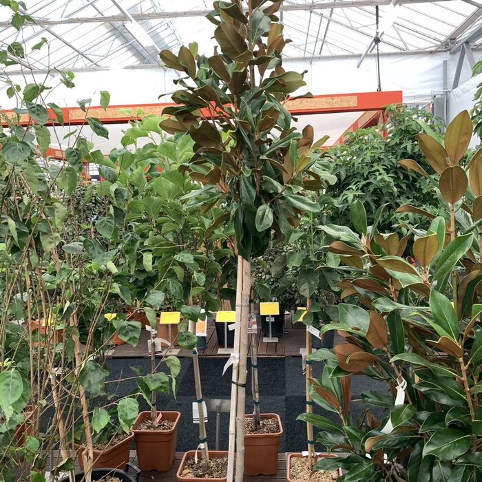 Zuidelijke Magnolia - Magnolia grandiflora 'Galissonière'