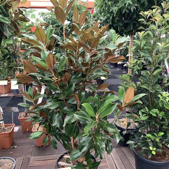 Beverboom (Struik) - Magnolia grandiflora 'Galissonnière'