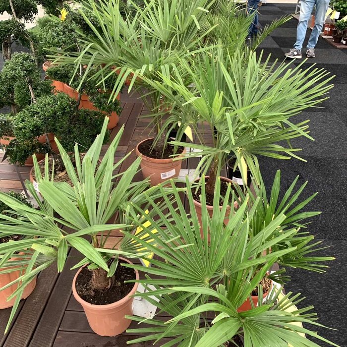 Palmboom - Trachycarpus wagnerianus