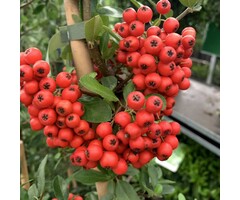 Vuurdoorn - Pyracantha coccinea 'Red Column'