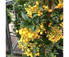 Vuurdoorn - Pyracantha 'Golden Charmer'