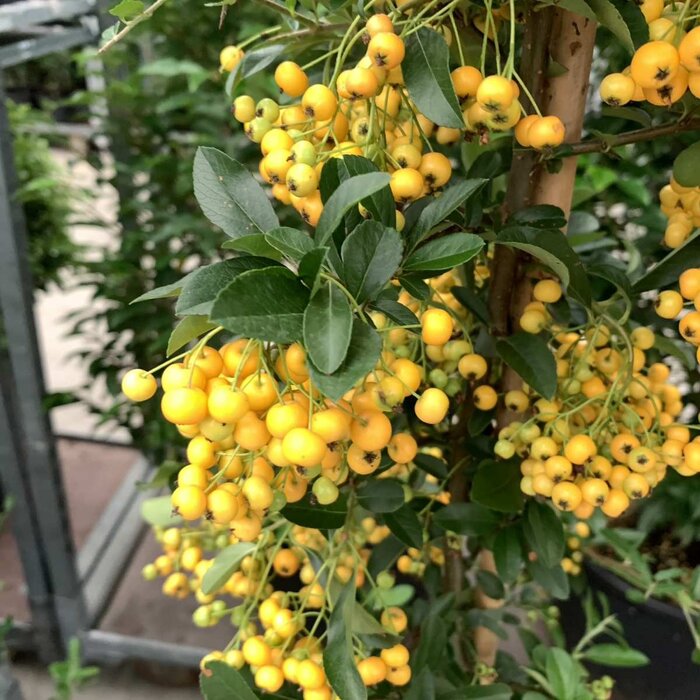Vuurdoorn  - Pyracantha 'Golden Charmer'