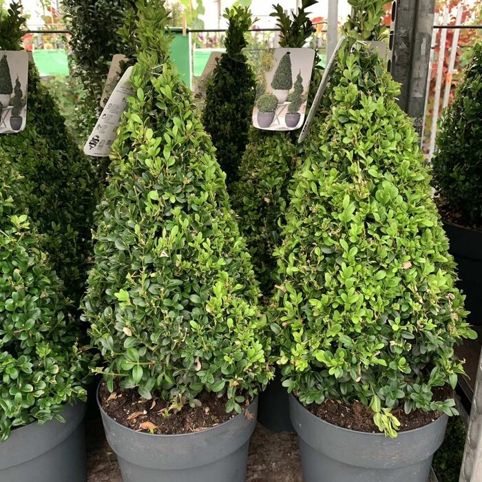 Buxus piramide  - Buxus sempervirens (Kegel)