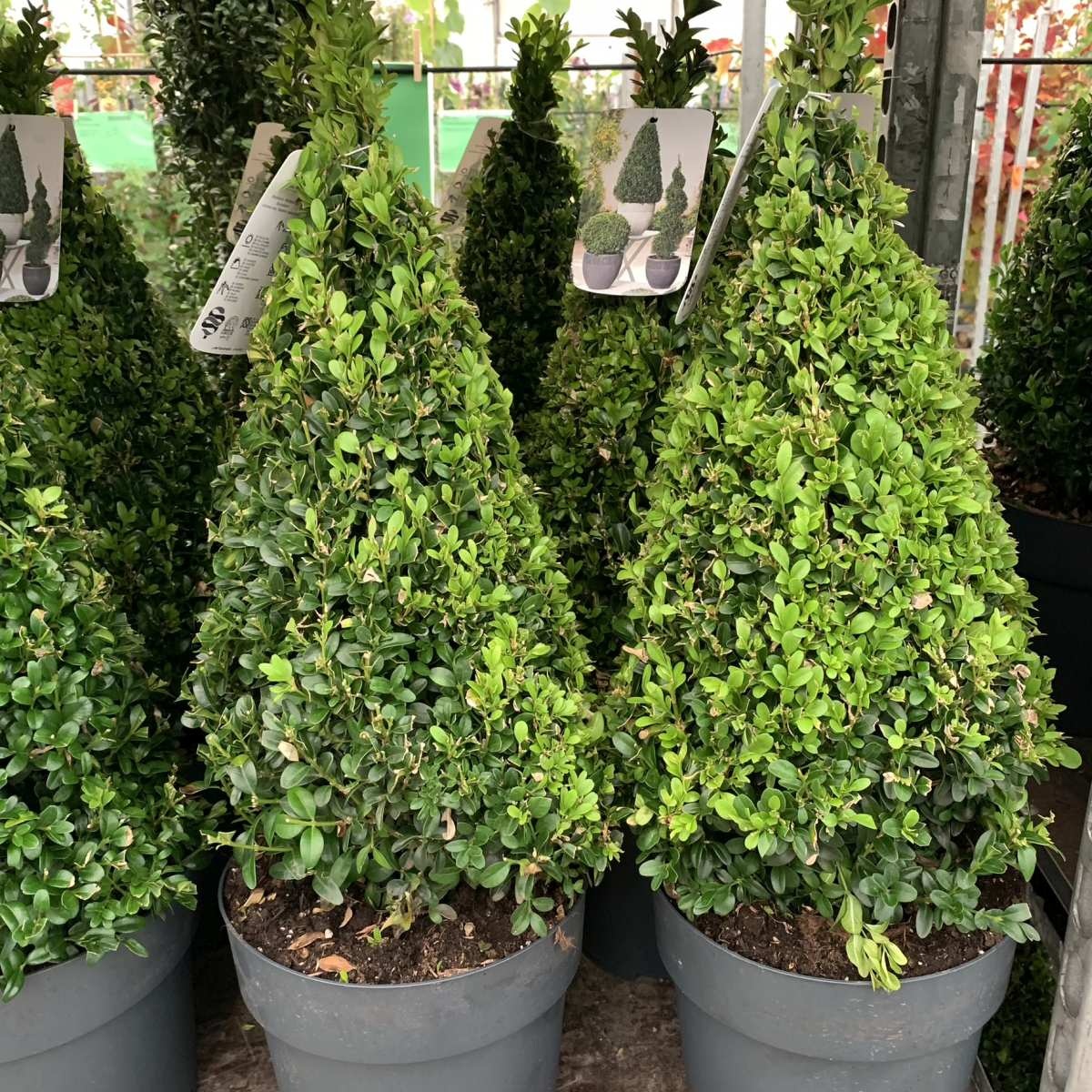 Buxus piramide  - Buxus sempervirens (Kegel)