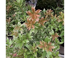 Rotsheide - Pieris japonica 'Little Heath'