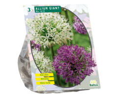 Sierui - Allium Giant Mix per 3