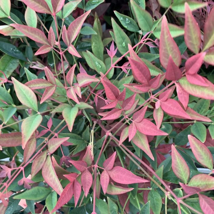 Hemelse bamboe (Nandina domestica 'Obsessed' )