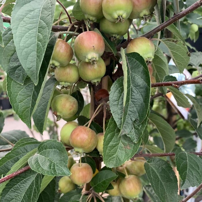 Lei appelboom - Malus 'Evereste'  leiboom