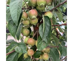 Sierappel - Malus 'Evereste'