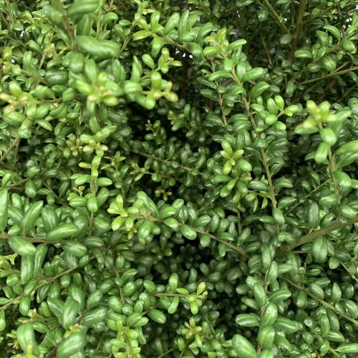 Hulsthaag - Ilex crenata 'Stokes'