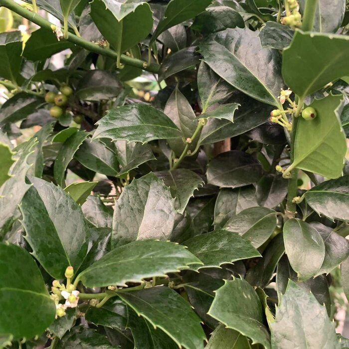 Hulsthaag - Ilex meserveae 'Heckenfee'