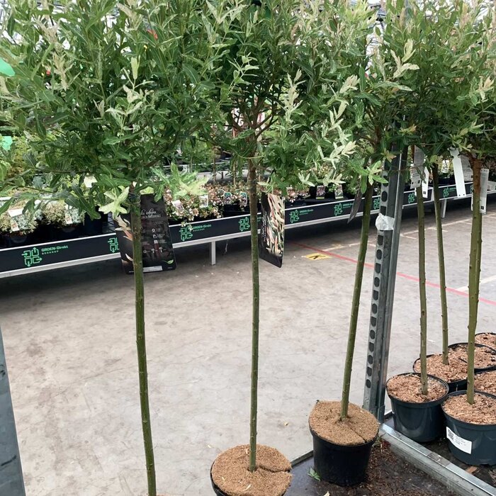 Wilg op stam - Salix integra 'Hakuro-nishiki'