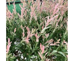 Wilg - Salix integra 'Hakuro-Nishiki'