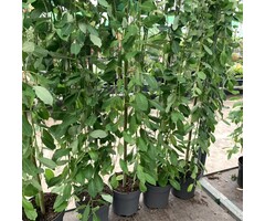 Treurwilg op stam - Salix caprea 'Kilmarnock'