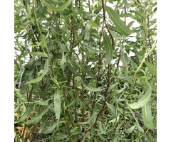 Salix babylonica 'Tortuosa' - Kronkelwilg (Kale wortel)