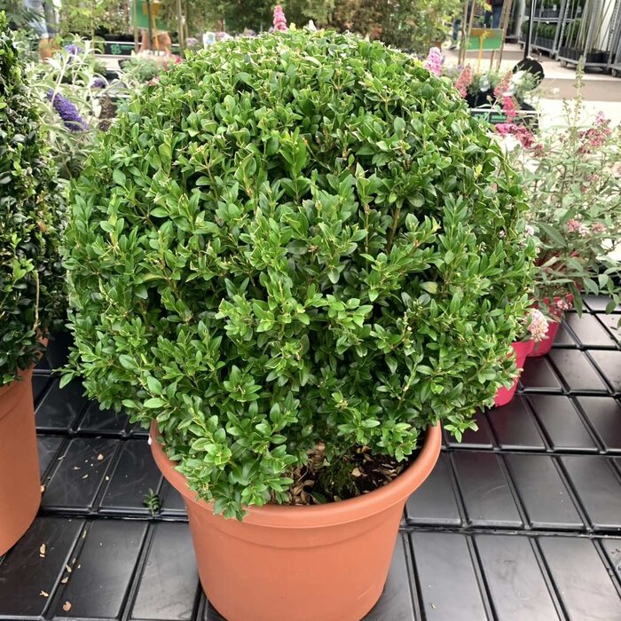 Buxus bol  - Buxus sempervirens (Bol)
